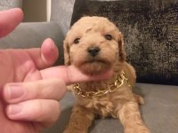 Gerçek maltipoo yavrularım