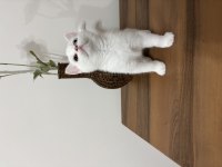 Irkının en güzel örneği olan Odd Eyes Kedimiz