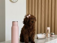 Teacup Kore Hatlı Dişi Poodle Pasaportlu ve Çipli