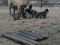 Orijinal kangal eniklerimiz yeni sahiplerini arıyor