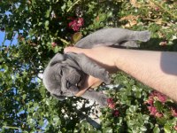 Rezerve iptali son kalan dişi french bulldog yavru