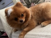 Pomeranian dişi orange renk