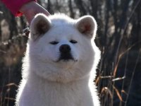 Japon Akita Çiftliğinden Şecere Belgeli Yavrular