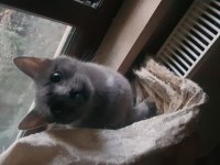 British shorthair dişi