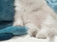 Blue point boncuk gözlü scottish fold