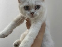 British shorthair yavrularımız mevcuttur