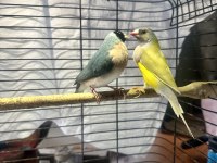 Golden finch gökkuşağı ispinozu