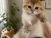 Safkan British Shorthair Golden Tabby Dişi Yavru