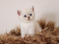 Muhteşem British Shorthair Mavi Göz Golden Point