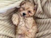Maltipoo 2.5 aylık