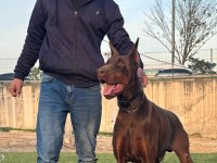 A Scr King Doberman Safkan Bebekler