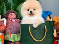 Mini Boy Show Kalite Pomeranian Sağlık Garantili