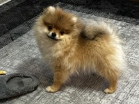 Satılık Pomeranian Oyuncu karakter