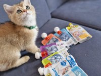 3.5 aylık Erkek British Shorthair Golden
