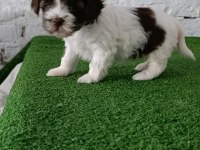 Morkie erkek yavrumuz