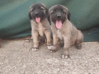 Kangal erkek bebekler