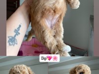 Poodle Köpeğimiz