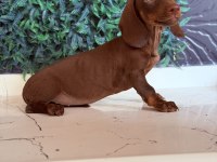 Dünyanın Gözdesi Irk Mini Dachshund