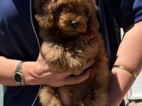 RED TOY POODLE