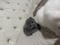 19.04.2025 doğumlu scottish fold kediler