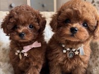 Sevimli Toy Poodle Yavrularım