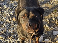 Damızlık Erkek ve Dişi Rottweiler ve Yavrular