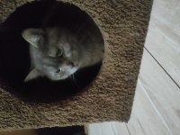Çok çok sakin sevimli Heram british shorthair