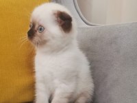 Scottish fold blue poınt