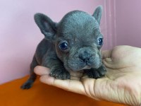 Orjinal French Bulldog Blue Köpeğimiz