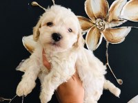 Güzel Maltipoo Köpekler