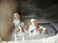 Cavalier king charles yeni doğan yavrular