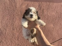 A kalite shih tzu yavrular