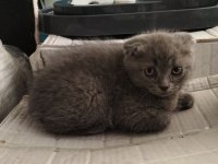 Scottish fold 60 günlük hemen teslim yavru erkek