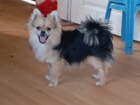 1 yaşında pomeranian yavru köpekler