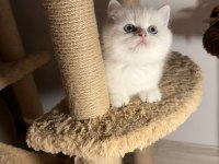 British shorthair golden point dişi erkek bebeklerim