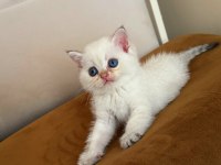 SAFKAN BRİTİSH SHORTHAİR ERKEK BEBEKLER