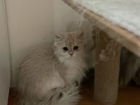 British longhair 1 yaşında