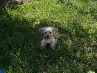 Ped eğitimi tam yorkshire terrier