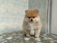 2 Aylık Erkek Pomeranian Boo