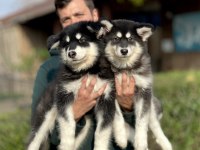 Safkan Alaskan Malamute Yavrularımız