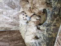 Maltipoo yavrularimiz