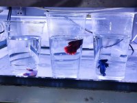 Rengarenk betta balıkları