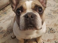 French Bulldog Bal
