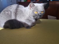 Evde kedi fazlalığından ev kedilerimi sahiplendiriyorum