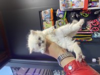 Mükemmel Renk Ve Kalite British Longhair