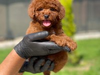 YENİ AİLESİNİ BEKLEYEN TOY POODLE YAVRUMUZ