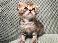 Scottish Fold Tabby