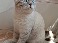 Scottish fold kedimiz Bulut için dişi eş arıyoruz