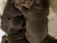 A kalite doberman yavruları