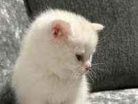Ayı surat erkek british shorthair